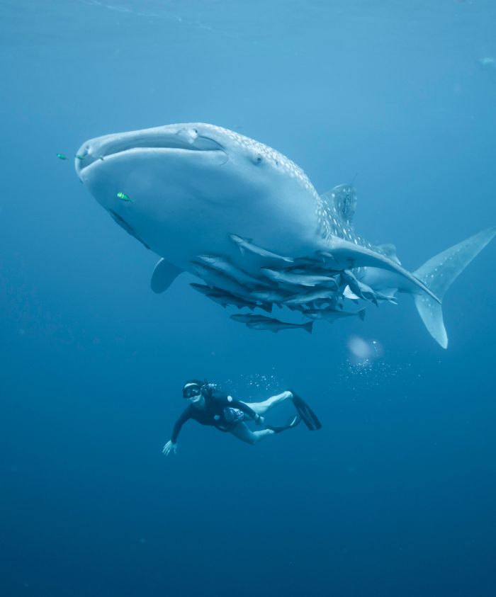 A diver swims beneath a large whale shark surrounded by smaller fish in a deep blue ocean.