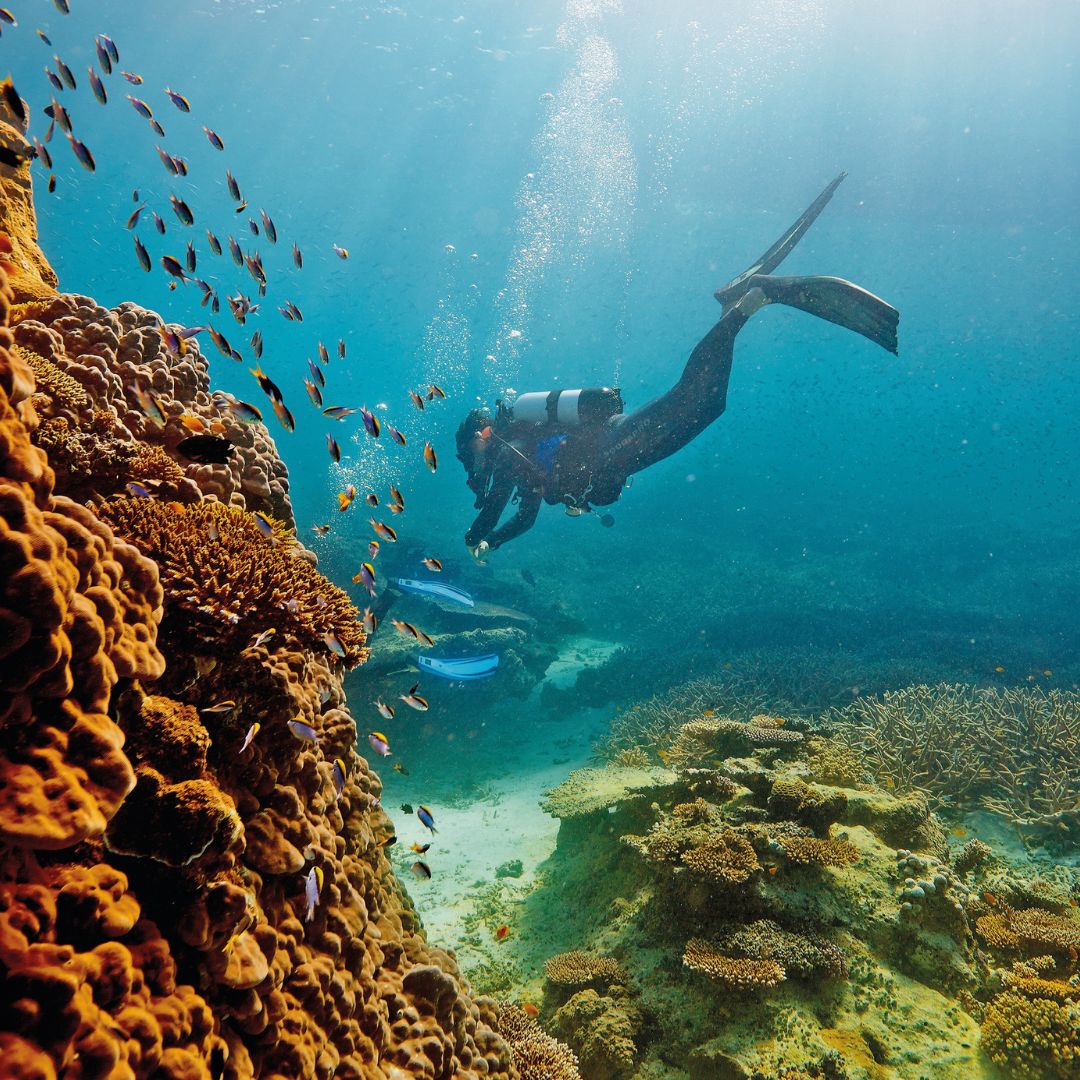 A diver explores a vibrant coral reef, surrounded by colorful fish and underwater plants, with rays of sunlight filtering through the water.