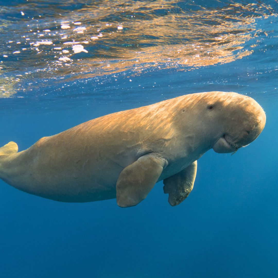 A manatee swimming gracefully underwater, with sunlight filtering through the water and illuminating its smooth, rounded body.