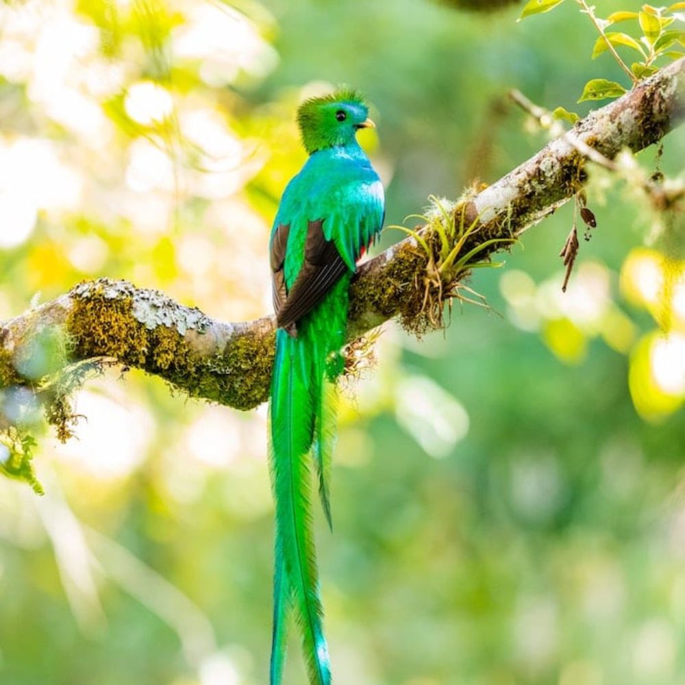 A vibrant green bird, possibly a resplendent quetzal, perches on a moss-covered branch surrounded by blurred green foliage. Its long tail feathers trail elegantly behind it.