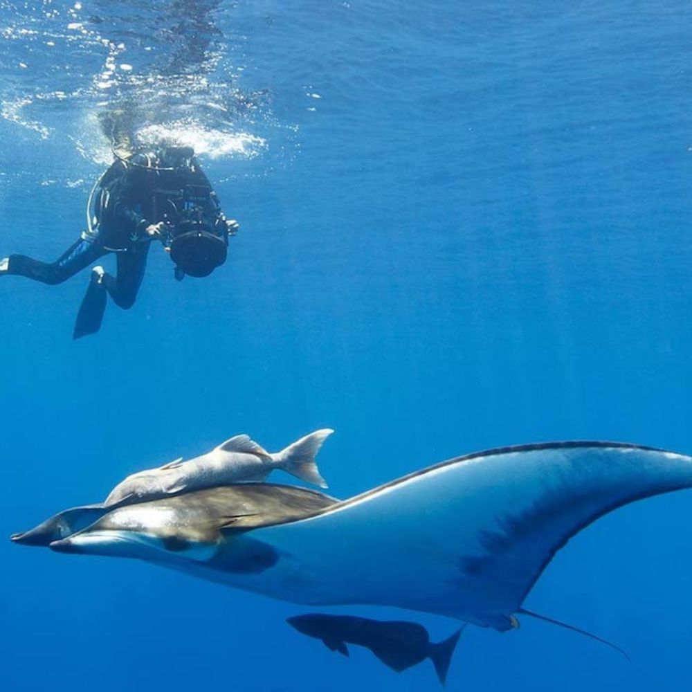 A diver with a camera swims underwater, observing a large manta ray gliding gracefully beneath the surface, surrounded by clear blue water.