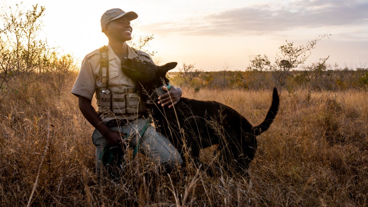 A smiling ranger in uniform kneels in tall dry grass, hugging a black tracking dog at sunset.
