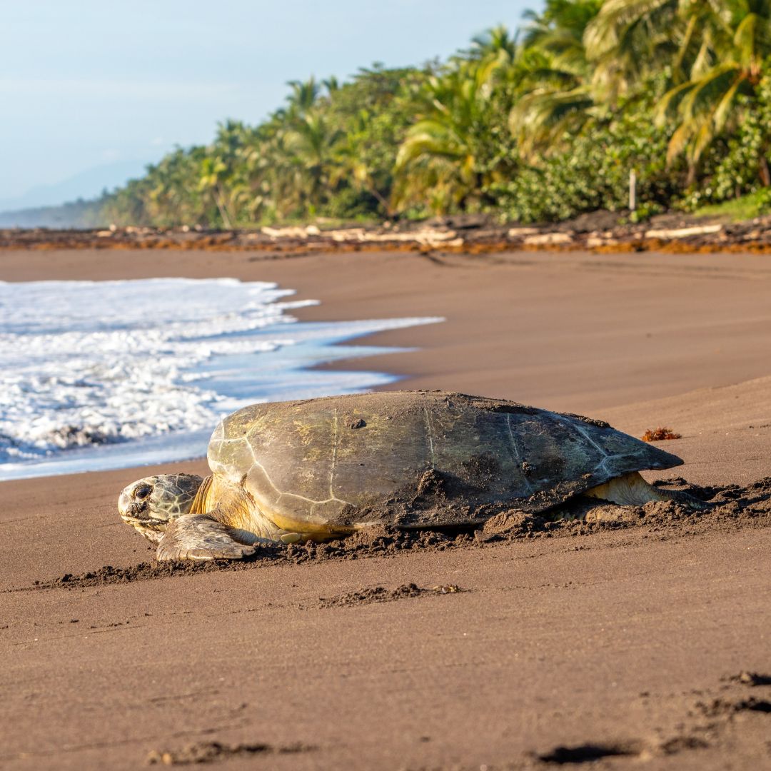 A sea turtle resting on a sandy beach with waves gently lapping at the shore and palm trees in the background.
