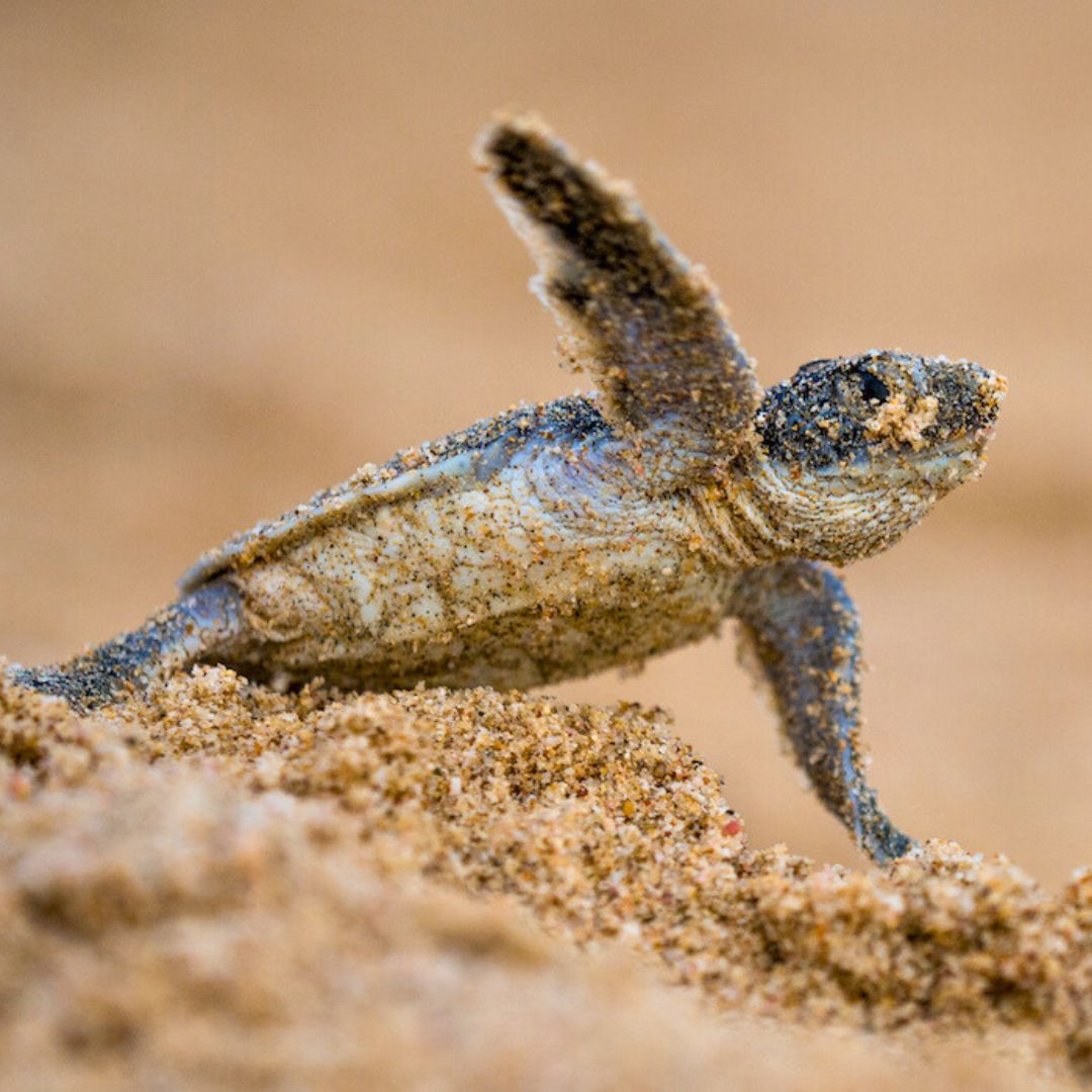 A tiny sea turtle hatchling pops its head out of the sand, covered in grains, as it makes its way toward the ocean.