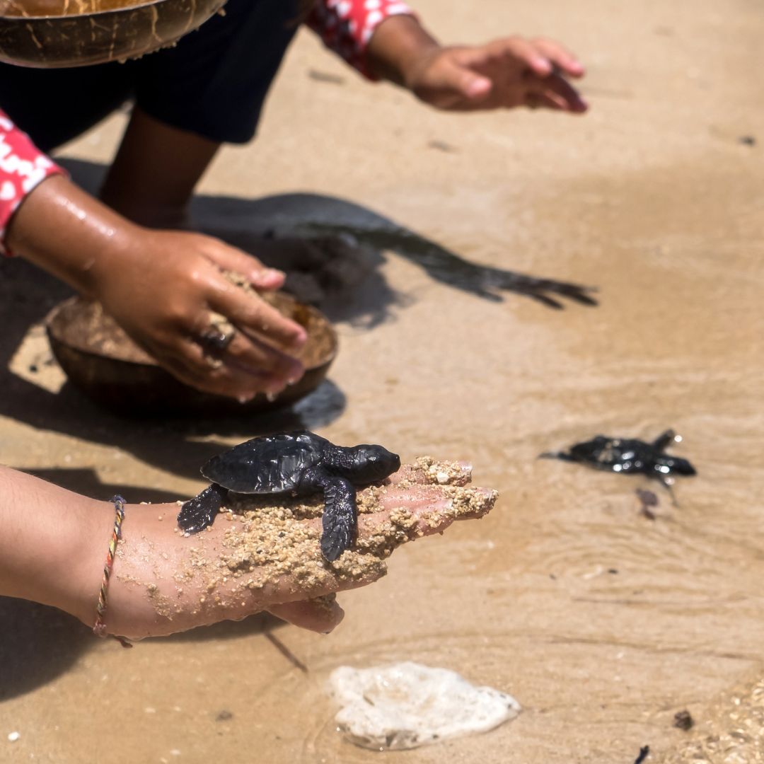 A small sea turtle is being gently held on a person's hand covered in sand, while another person's hands are in the background preparing a bowl of sand on the beach.