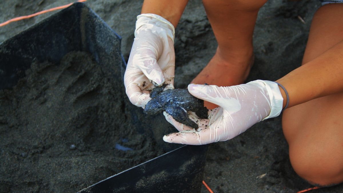 A person wearing white gloves holds a small, dark, wet object while squatting on sandy ground, surrounded by a rectangular container.