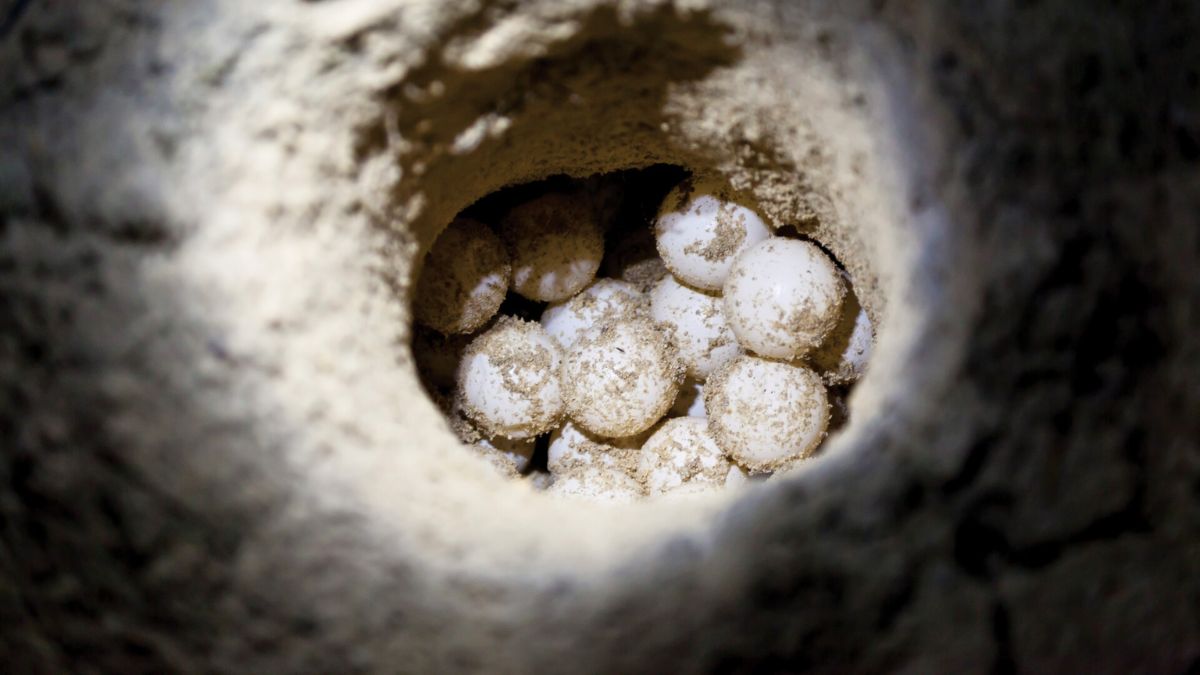 A close-up view of a hollow in the earth containing several round, white eggs, partially covered in dirt.