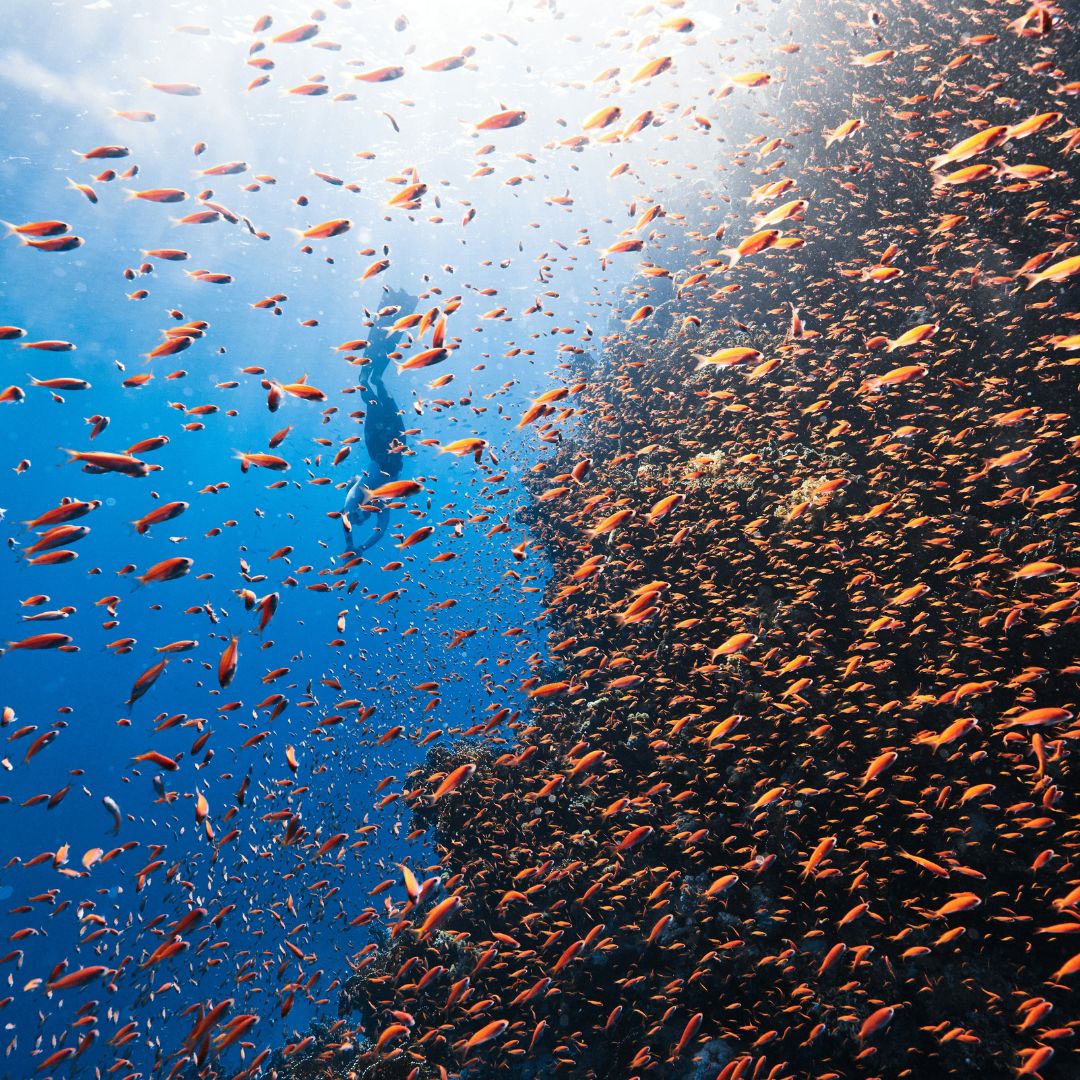 A diver swims through a vibrant underwater scene filled with swirling schools of small orange fish, with a rocky reef in the background and sunlight filtering through the water's surface.