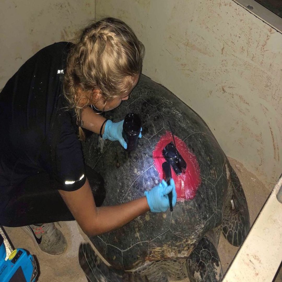 A woman wearing gloves is applying black paint to a red-marked area on the shell of a large sea turtle in an indoor setting.