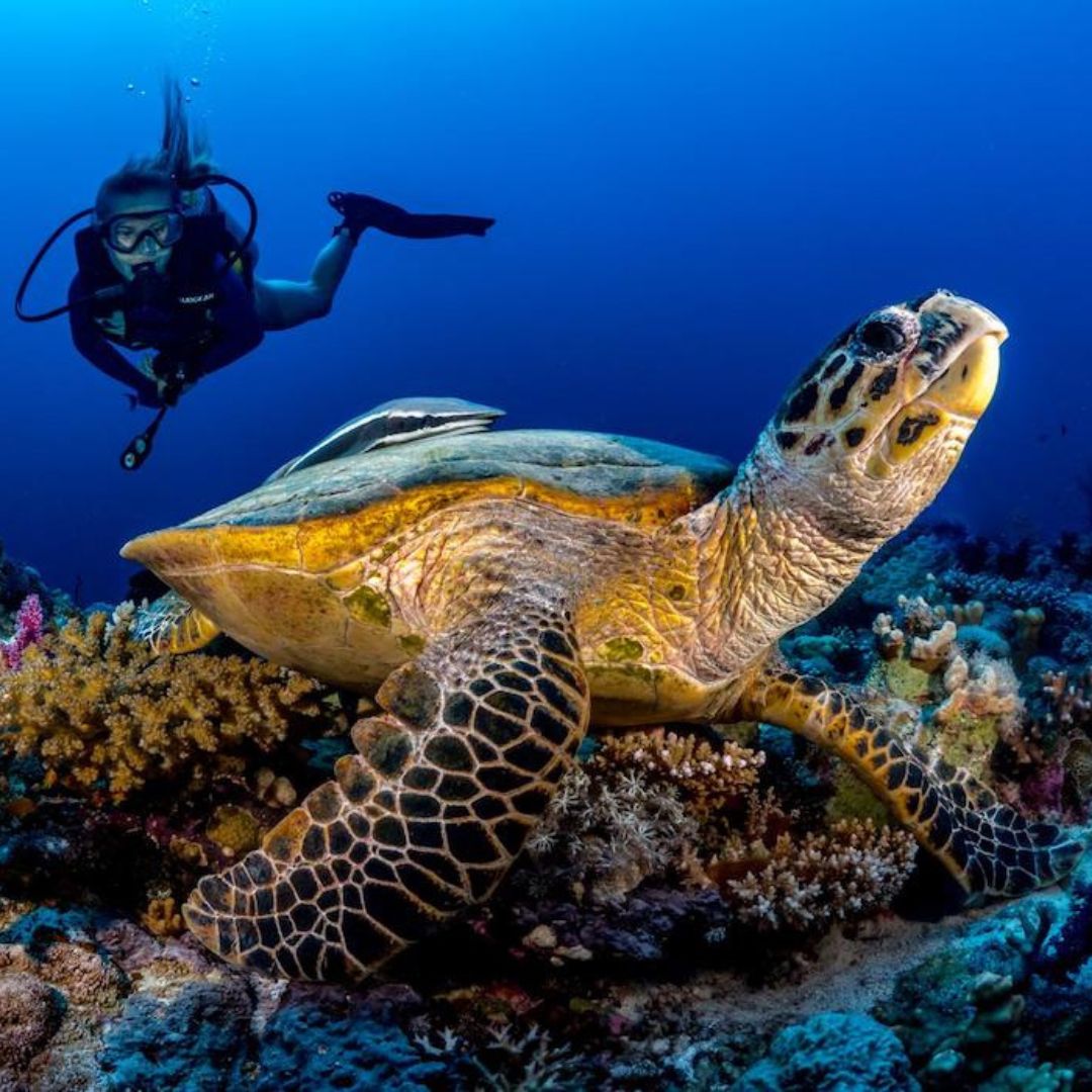 A diver swims in the background while a sea turtle glides over vibrant coral reefs in crystal-clear water.