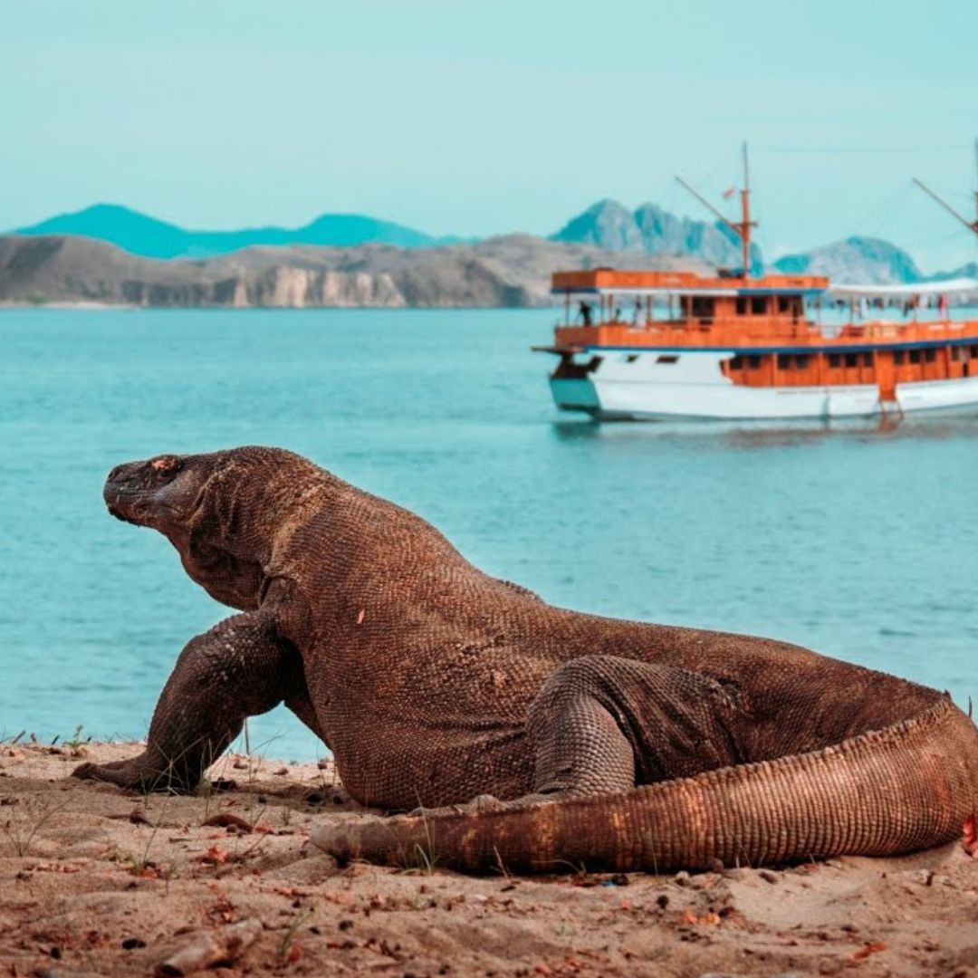 where are komodo dragons found