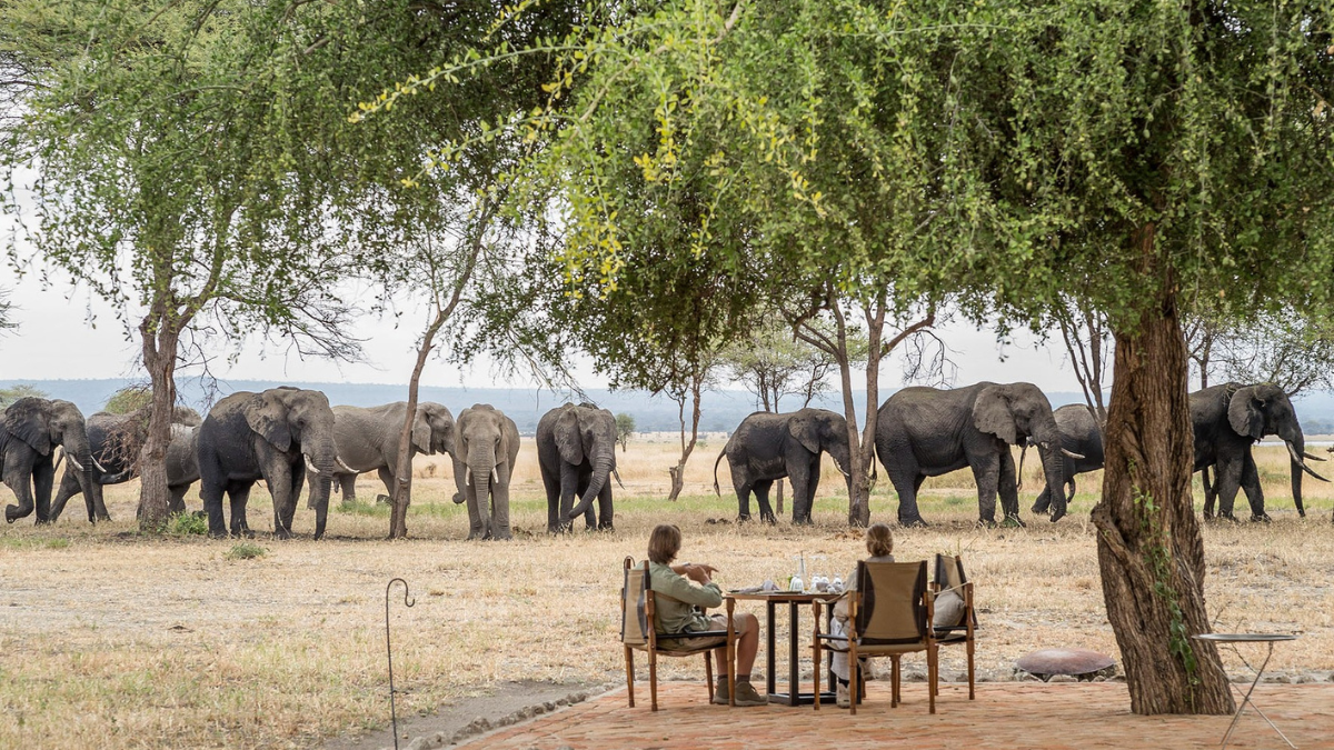 Two people sitting at a table outdoors watching a large herd of elephants walk through a grassy savanna.