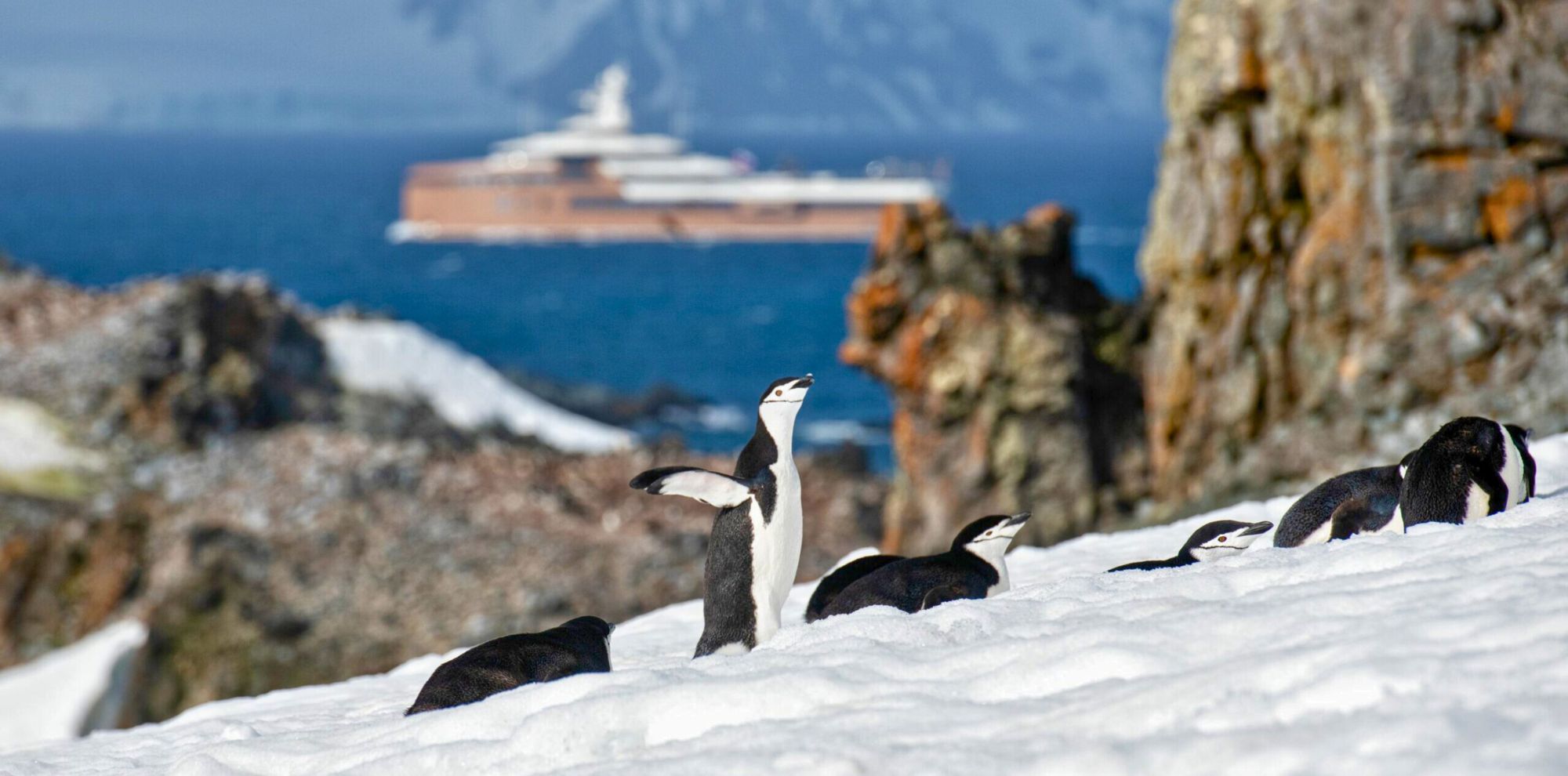 group of penguins