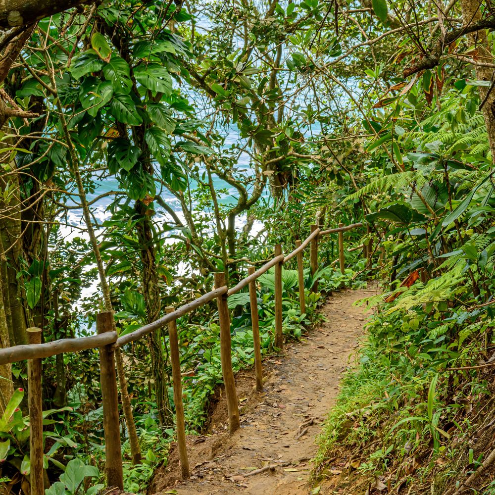 A narrow dirt path winds through dense greenery, flanked by lush tropical foliage and a wooden railing, leading towards a distant view of the ocean.