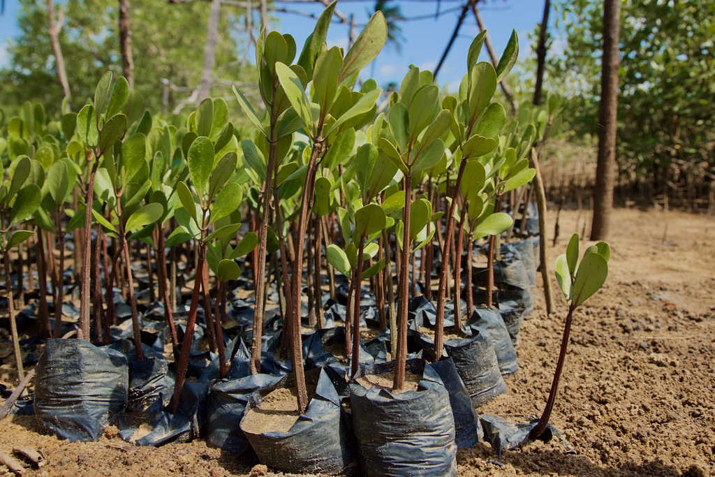 Young mangrove saplings growing in black nursery bags, set against a sunny background with some greenery.