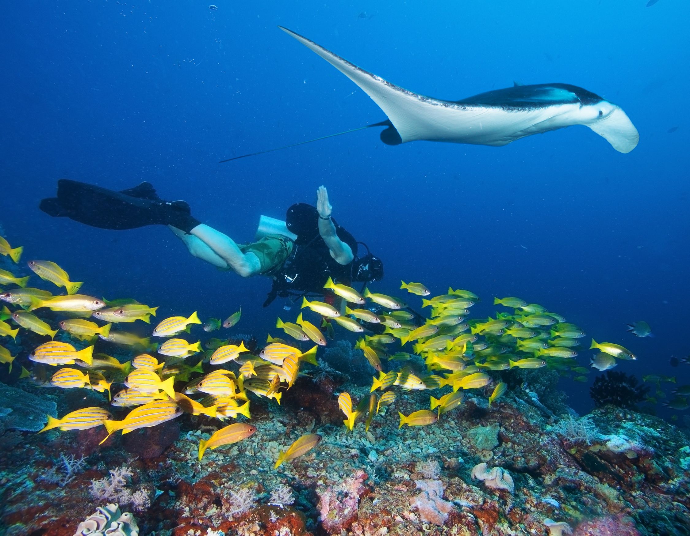 Scuba diver swimming near the ocean floor below a large manta ray and a dense school of yellow snapper.