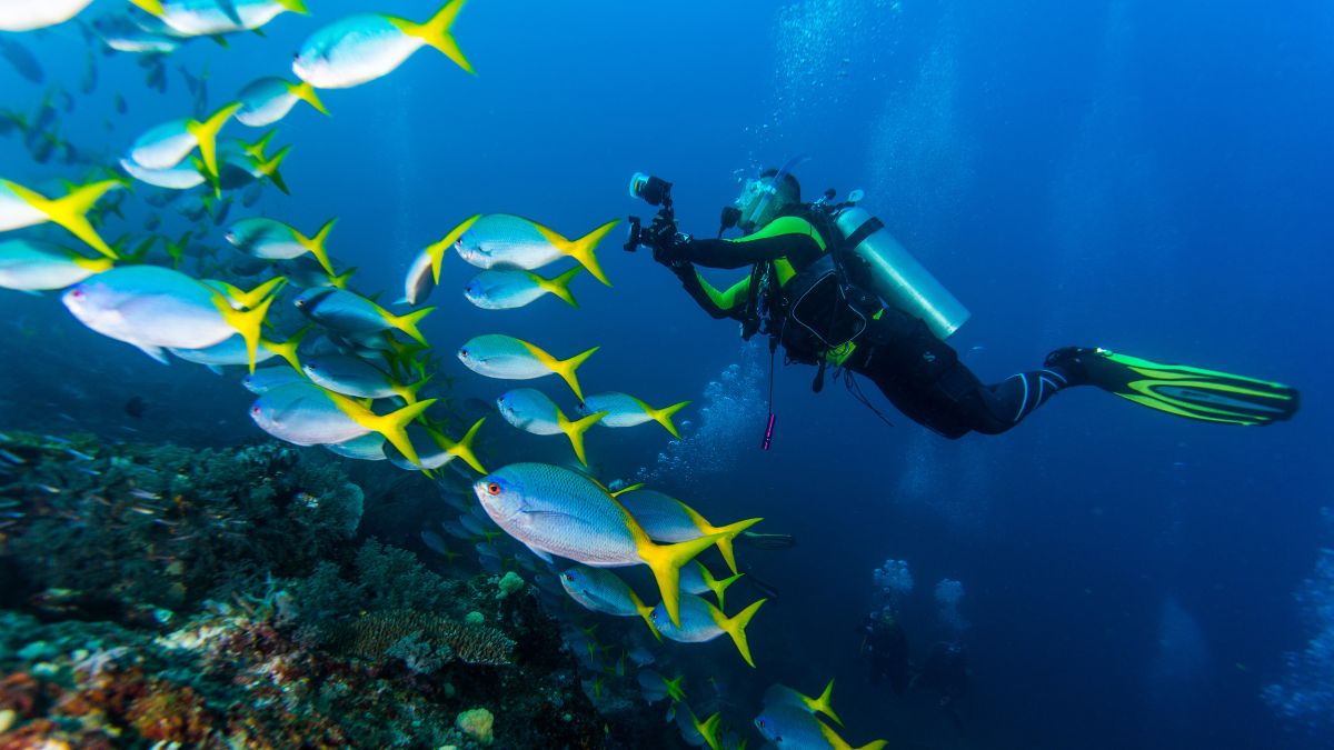 A diver in scuba gear swims through a vibrant underwater scene, surrounded by a school of yellow fish. Bubbles rise as sunlight filters down, illuminating the coral below.