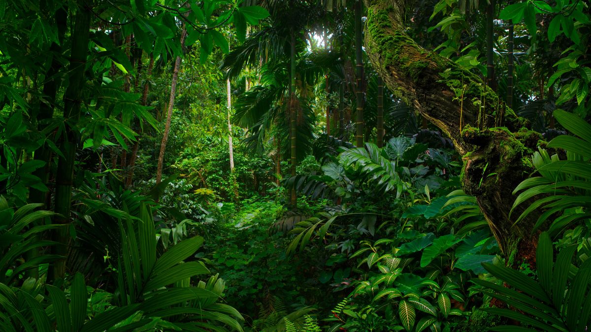 Lush tropical jungle filled with dense greenery, towering trees, and vibrant foliage. Sunlight filters through the leaves, creating a vibrant, serene atmosphere.