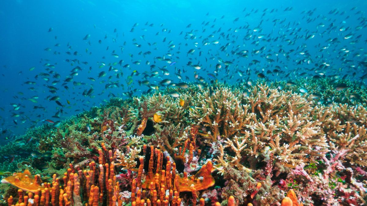 A vibrant coral reef teeming with colorful fish, featuring diverse coral formations and bright orange sea fans swaying in the water. Sunlight filters through the clear blue ocean, illuminating the underwater scene.