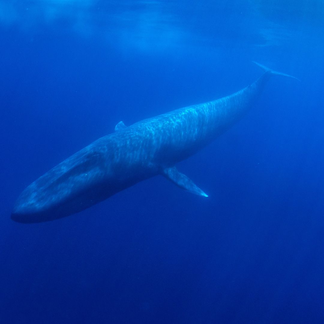 A blue whale swimming gracefully through deep blue ocean waters.