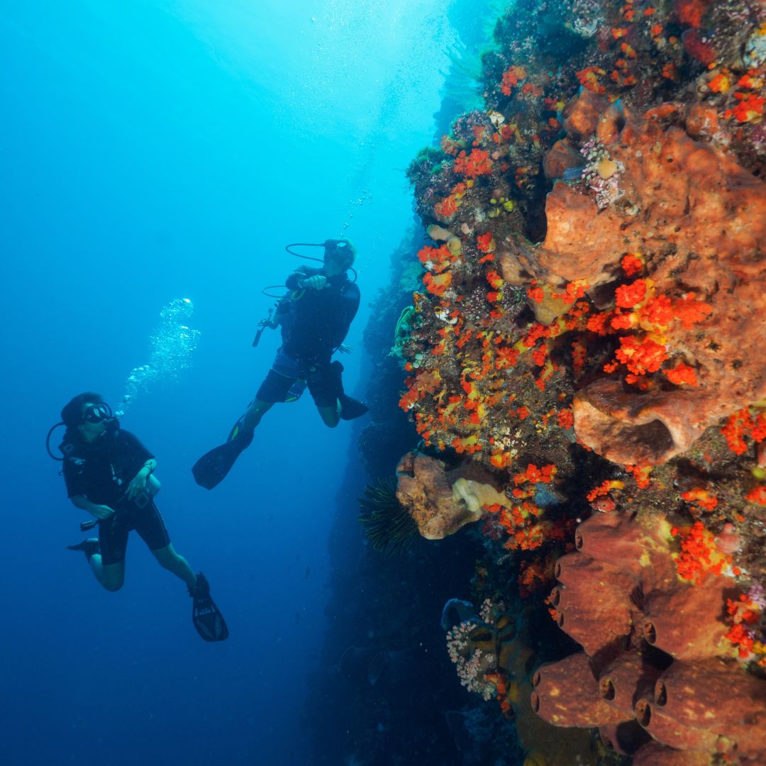 Two scuba divers explore a vibrant underwater scene filled with colorful coral and marine life. The ocean water is a deep blue, and bubbles rise from the divers as they navigate along a coral reef.