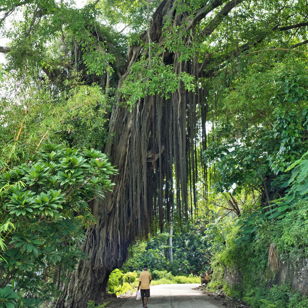 A person walking along a pathway beneath a large banyan tree with long, hanging roots and lush greenery surrounding the area.