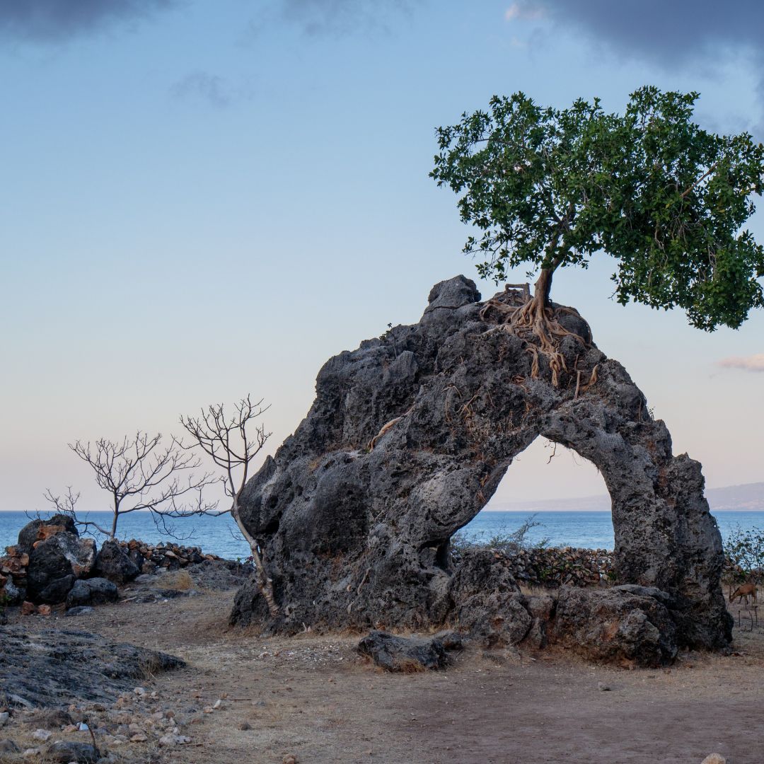 A natural rock formation with an arch and a tree growing from the top, overlooking a calm sea under a clear sky.