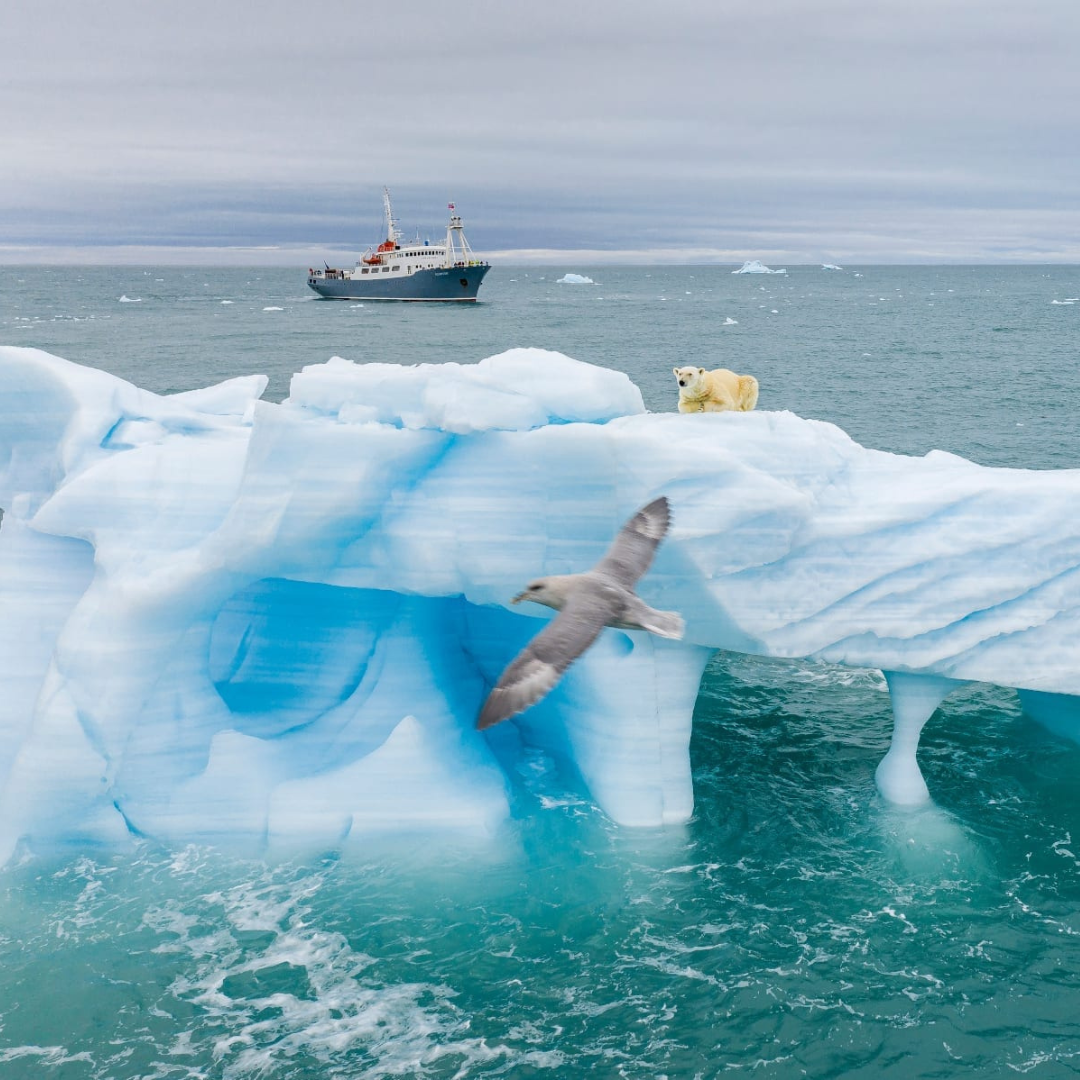 Norway ice polar bear yacht expedition polar bears in norway