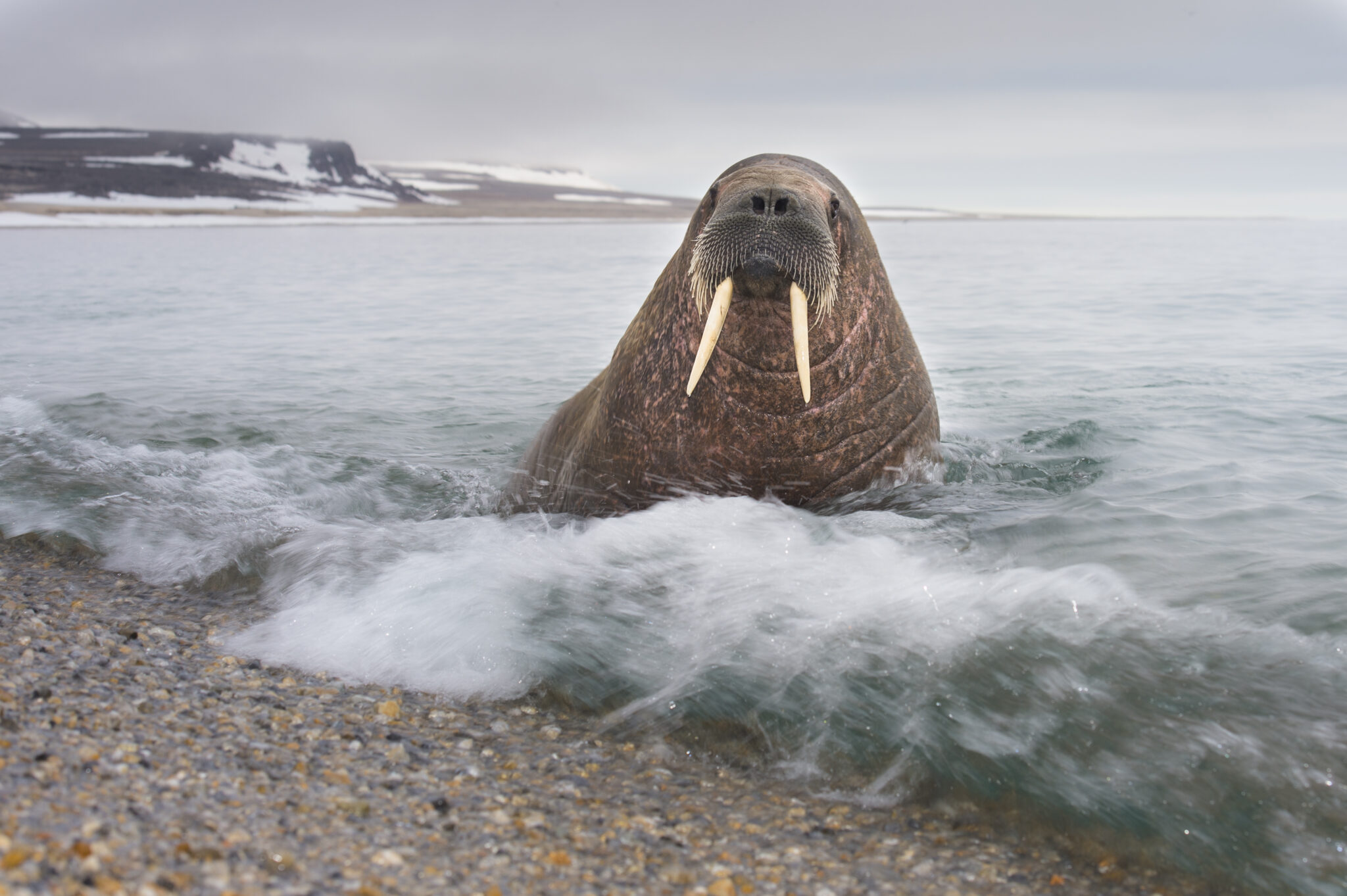 A walrus emerges from the water, its large tusks visible, with a rocky shoreline and a cloudy sky in the background. Waves gently lap at the shore.