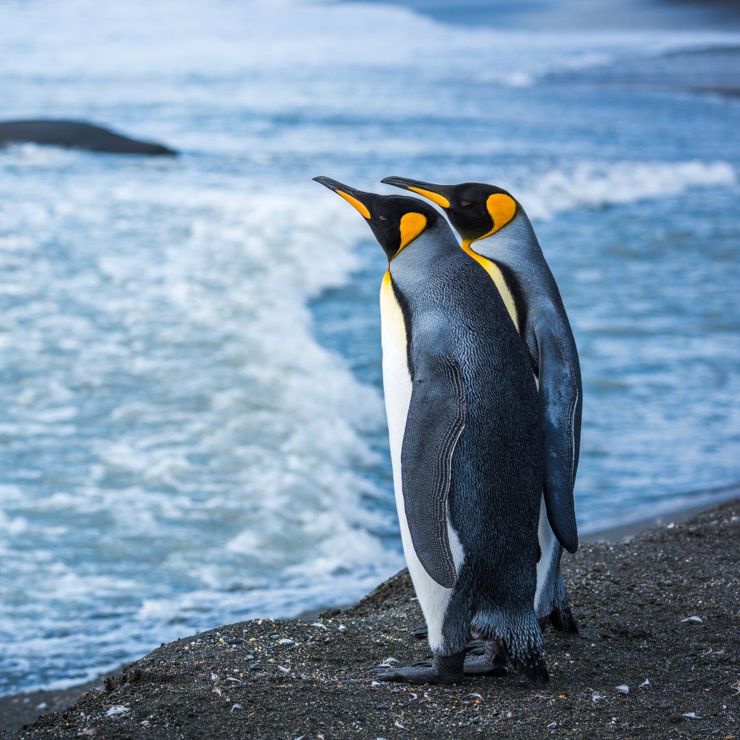 Two king penguins standing side by side on a beach, gazing out at the ocean waves.