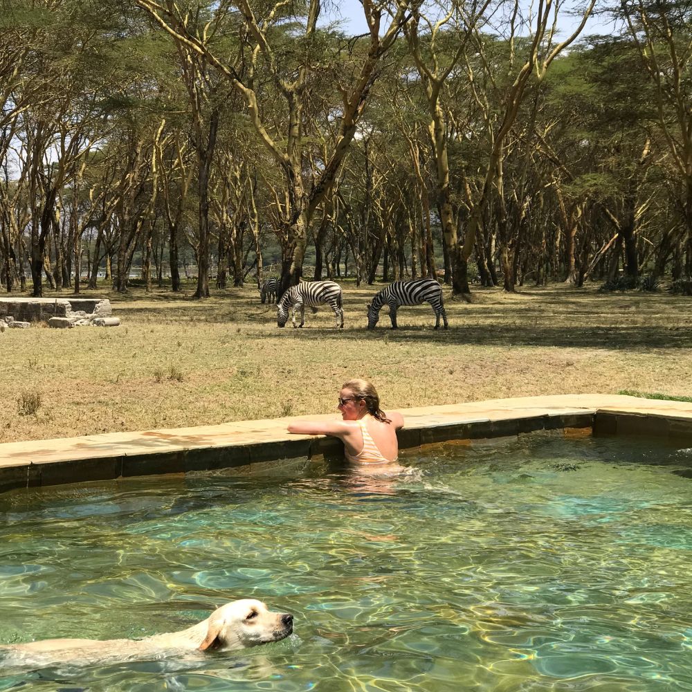 A woman in a swimsuit relaxes at the edge of a swimming pool, while a yellow labrador dog swims nearby. In the background, two zebras graze among trees in a lush, green landscape.