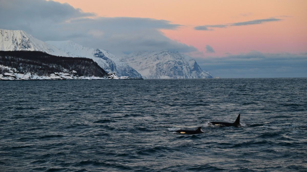 Two orcas swimming in the ocean at sunset with snow-capped arctic mountains in the background.