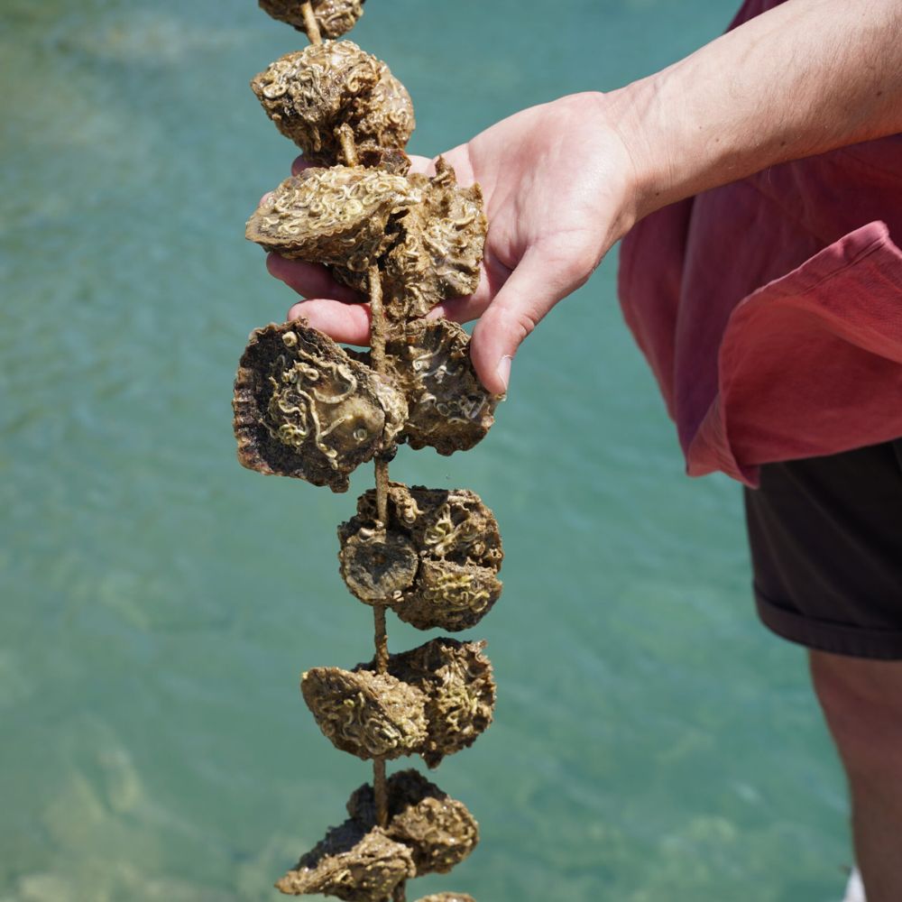 A person's hand holding a long strand of oysters hanging from a rope, with clear blue water in the background.