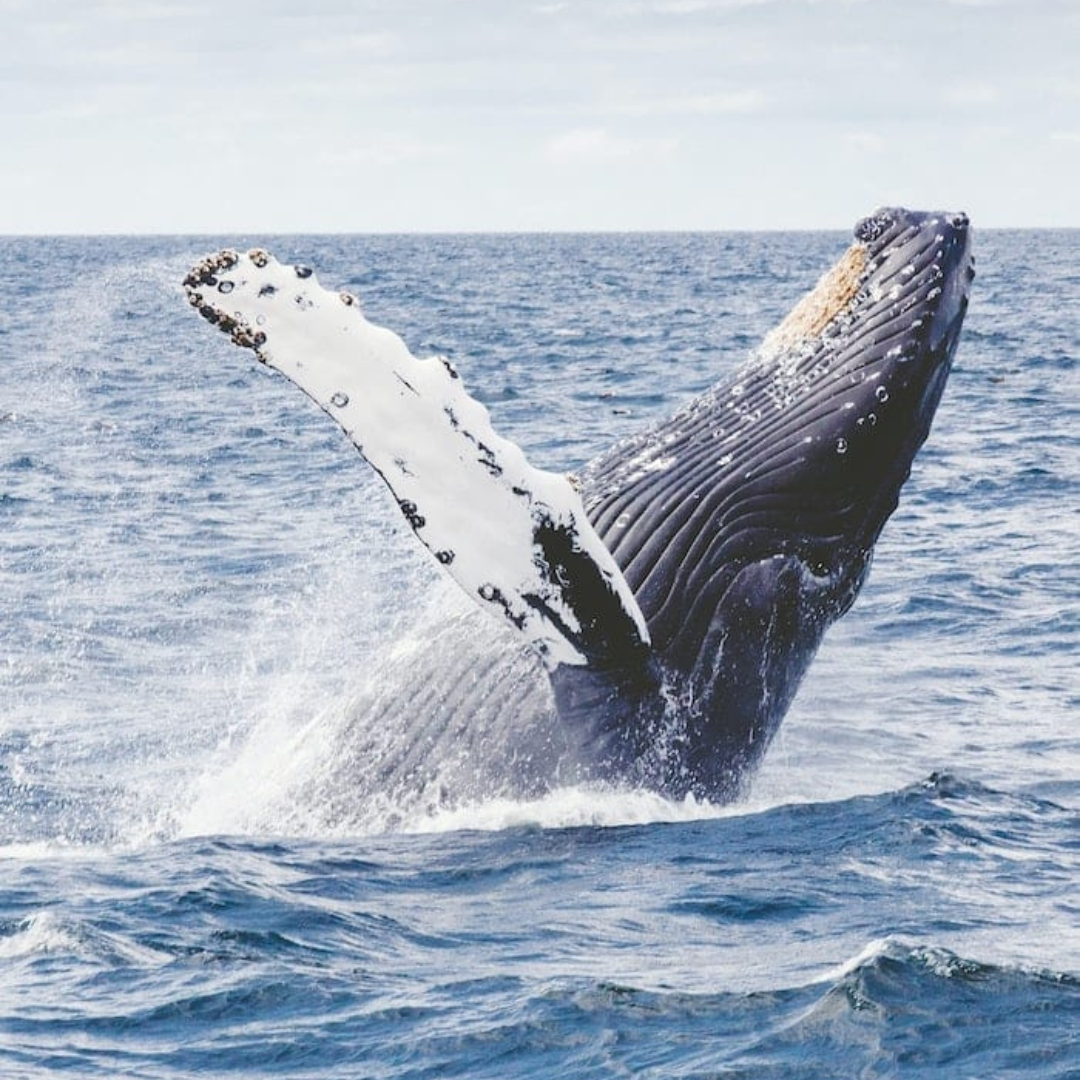 Whale in the ocean in panama jumping