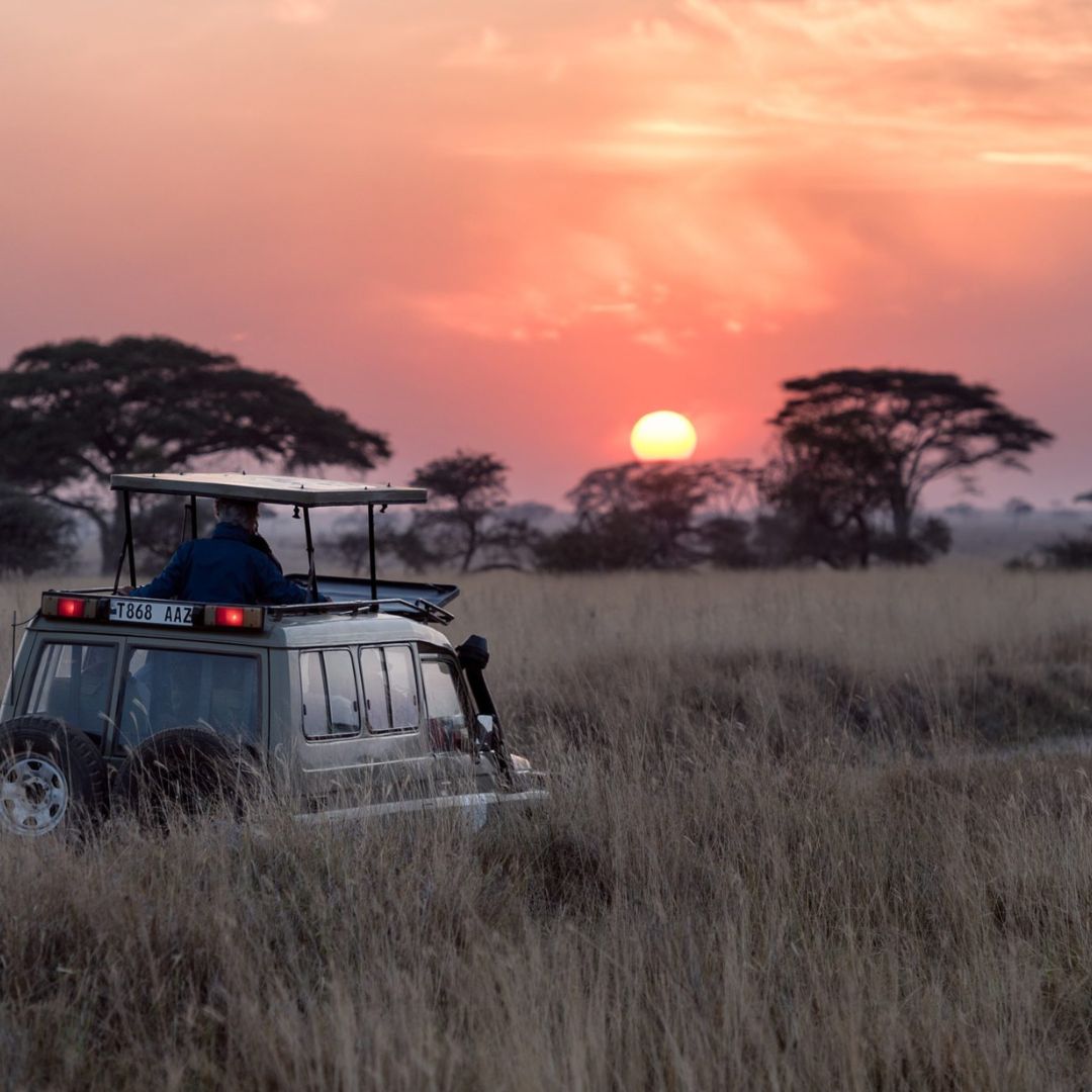 Sunset safari in Tanzania