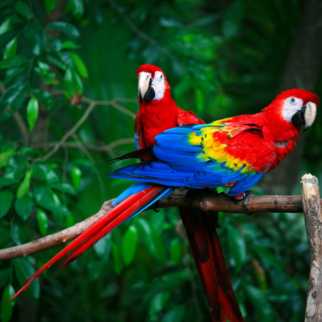 scarlet macaws parrots colourful Panama