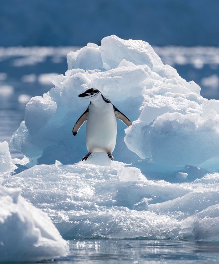 Penguin standing alone on floating ice