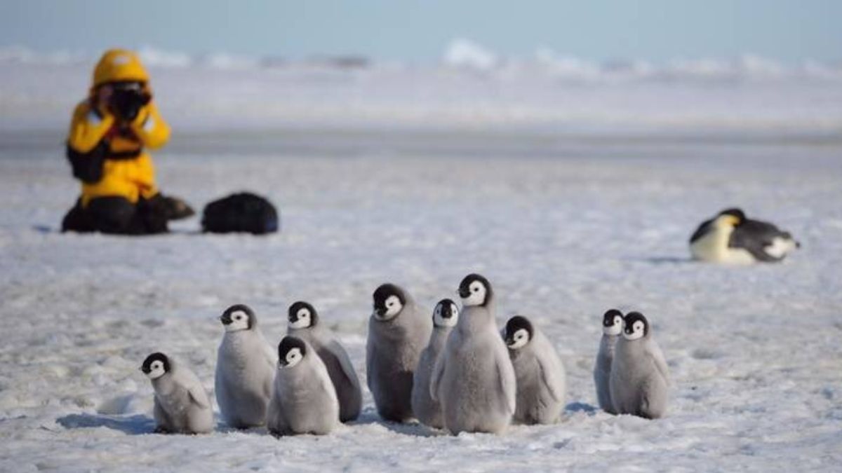 Guests gaining rare insights into penguin's behaviour with a penguinologist