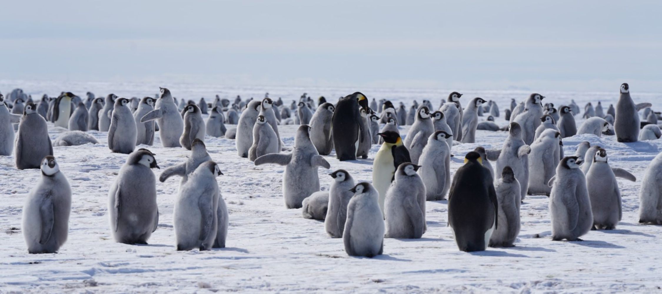 Gain rare insights into how penguins behave with a penguinologist