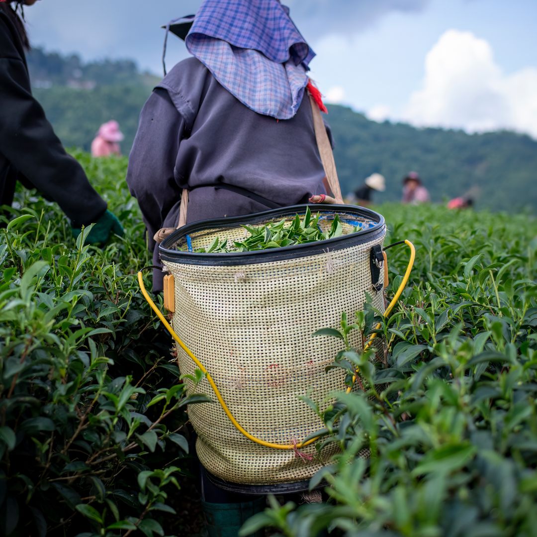 A tea picker wearing a dark jacket and a plaid hat carries a woven basket filled with freshly picked tea leaves while walking through lush green tea bushes.