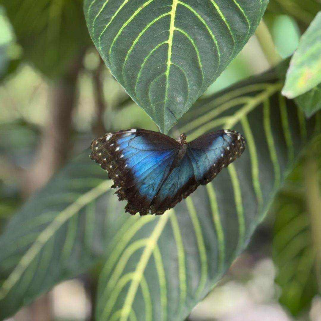 Corcovado National Park accessed by luxury yacht, Costa Rica