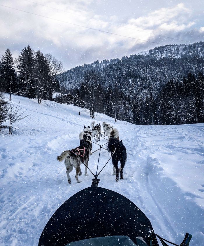 A team of sled dogs pulls a sled through a snowy landscape with trees and mountains in the background. Snowflakes are falling, creating a serene winter atmosphere.