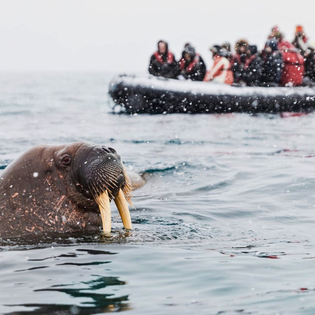 A walrus with prominent tusks swims near a group of people in a small boat, surrounded by a snowing landscape.