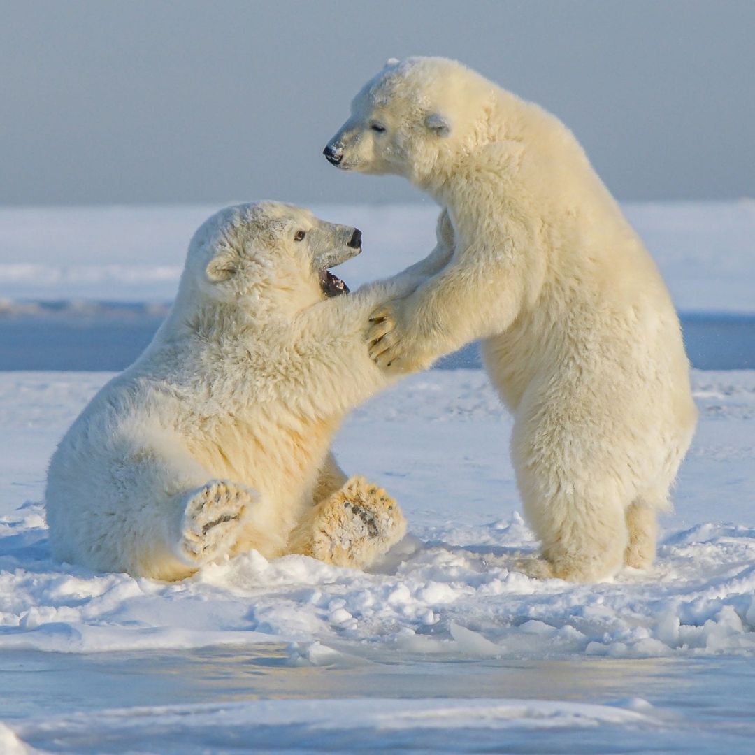 Two playful polar bears interacting on a snow-covered landscape, one bear appears to be gently pawing at the other. The bright white fur contrasts with the icy blue background.