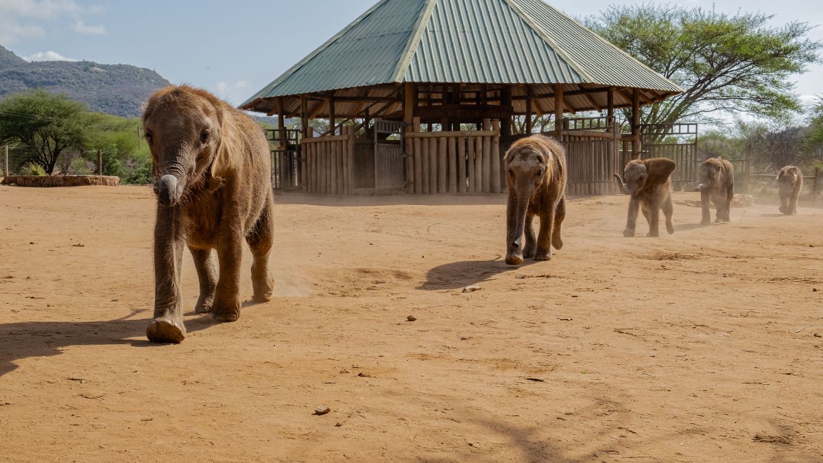 A line of baby elephants walks across a dirt field away from a wooden shelter with a green conical roof.