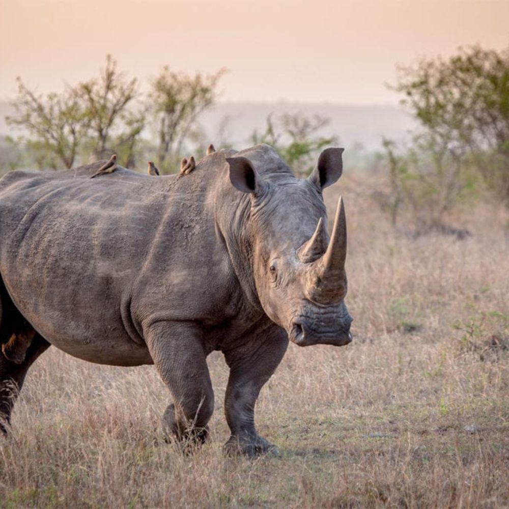 A rhinoceros walks through a grassy landscape, with several birds perched on its back. The background features sparse trees and a soft, hazy light.