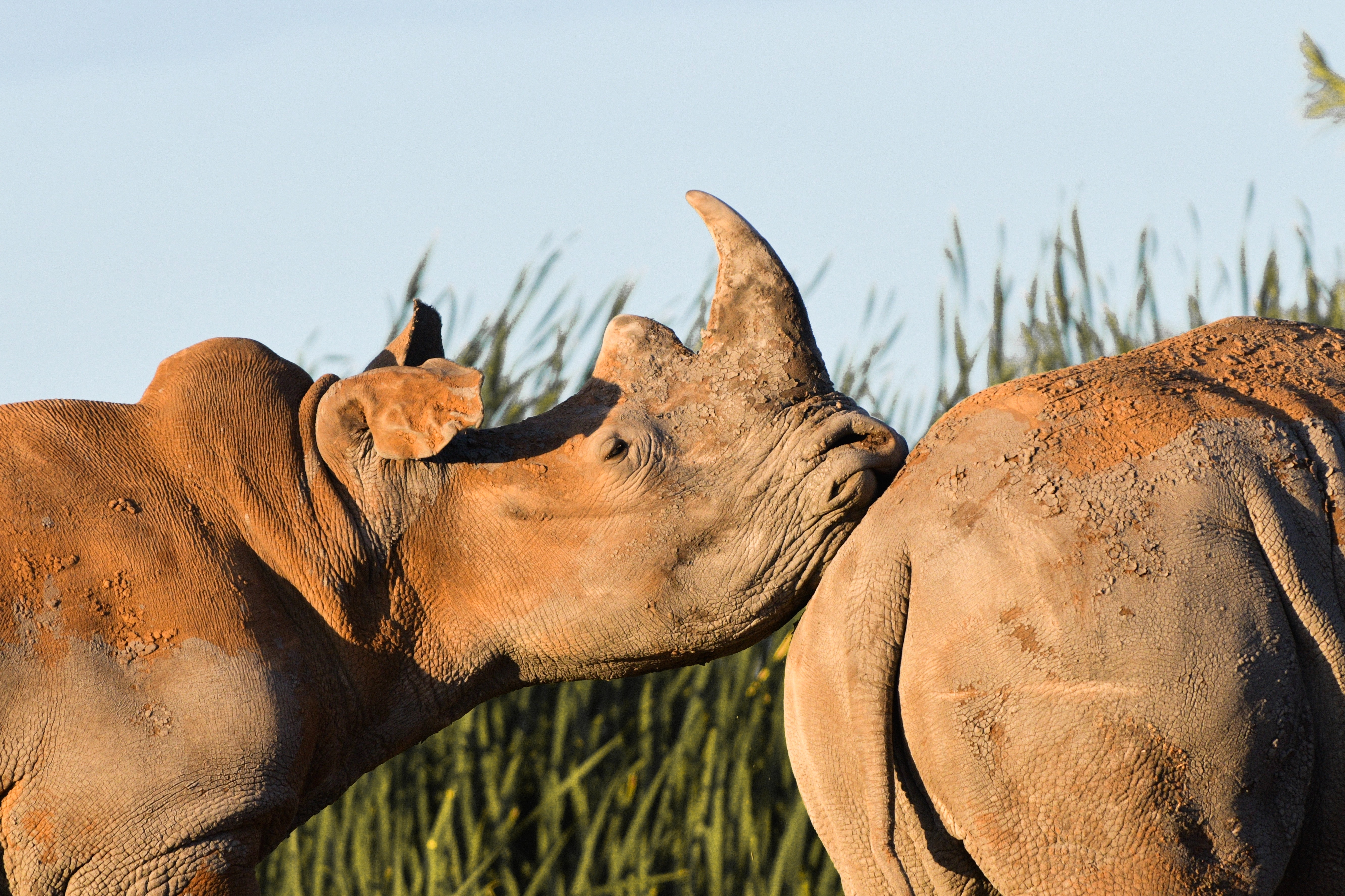 A close-up of two rhinos in a natural setting, with one rhino gently nuzzling the rear of another. Both animals are covered in dirt and surrounded by tall grass.