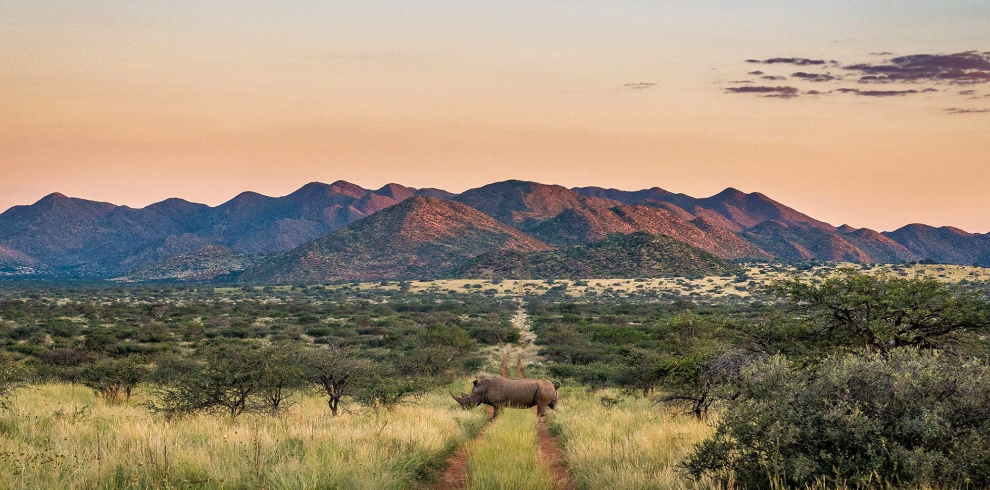 Rhino in front of mountain