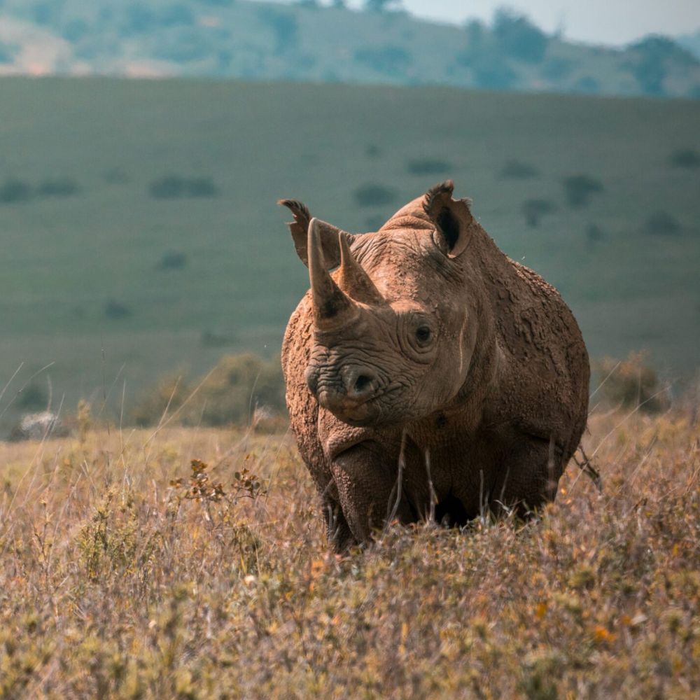 A rhinoceros stands in a grassy landscape with rolling hills in the background.