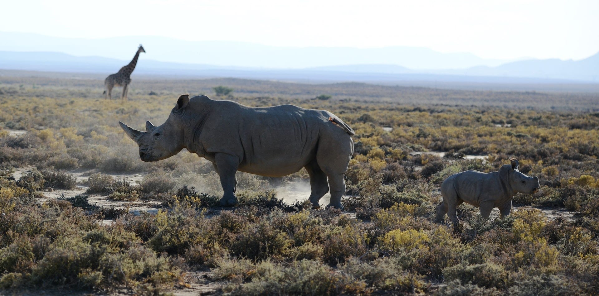 A rhinoceros and its calf walk through a dusty landscape, with a giraffe in the distance against a backdrop of mountains and a clear sky.
